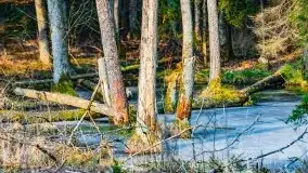 Przedwiośnie 2021 w lesie niedaleko Szczybałów Giżyckich - zdjęcie 6