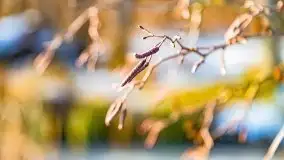 Zimowy las nad jeziorem Mulik, styczeń 2021 - zdjęcie 7