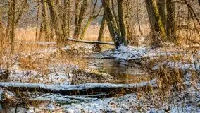 Zimowy las nad jeziorem Mulik, styczeń 2021 - zdjęcie 44