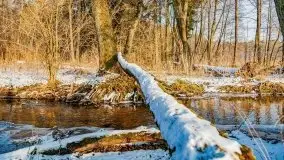 Zimowy las nad jeziorem Mulik, styczeń 2021 - zdjęcie 14