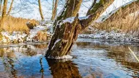 Zimowy las nad jeziorem Mulik, styczeń 2021 - zdjęcie 29