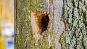 Zimowy las nad jeziorem Mulik, styczeń 2021 - zdjęcie 30