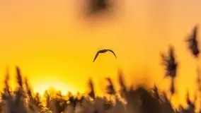 Wschód słońca nad jeziorami Boczne i Niegocin, styczeń 2022 r. - zdjęcie 50