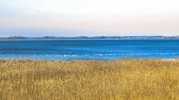 Wieża widokowa nad jeziorem Łuknajno - zdjęcie 9