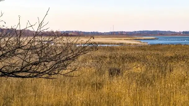 Wieża widokowa nad jeziorem Łuknajno - zdjęcie 5