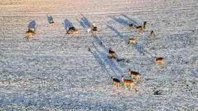 Daniele w okolicach Sztynortu, styczeń 2022 r. - zdjęcie 10