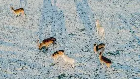 Daniele w okolicach Sztynortu, styczeń 2022 r. - zdjęcie 3