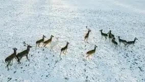 Daniele w okolicach Sztynortu, styczeń 2022 r. - zdjęcie 12