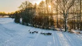 Daniele w okolicach Sztynortu, styczeń 2022 r. - zdjęcie 15