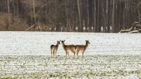 Daniele w okolicach Sztynortu, styczeń 2022 r. - zdjęcie 17