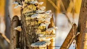 Zachód słońca przy wyspie Wydmińskiej, marzec 2021 r. - zdjęcie 29