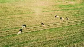 Sarny na mazurskich bezdrożach i polach - zdjęcie 4