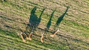 Sarny na mazurskich bezdrożach i polach - zdjęcie 5