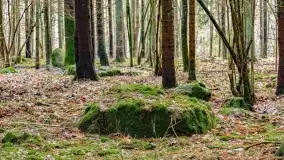 Kamienie ofiarne w okolicach jeziora Kruklin - zdjęcie 13