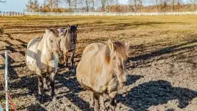 Wierzba i puszcza Piska, luty 2022 r. - zdjęcie 47