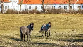Wierzba i puszcza Piska, luty 2022 r. - zdjęcie 45