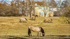 Wierzba i puszcza Piska, luty 2022 r. - zdjęcie 27