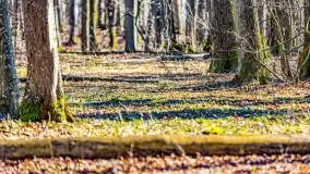 Rezerwat Sztynort u progu wiosny 2022 r. - zdjęcie 23