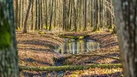 Rezerwat Sztynort u progu wiosny 2022 r. - zdjęcie 20