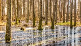 Rezerwat Sztynort u progu wiosny 2022 r. - zdjęcie 11