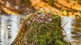 Rezerwat Sztynort u progu wiosny 2022 r. - zdjęcie 26