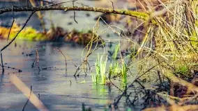 Rezerwat Sztynort u progu wiosny 2022 r. - zdjęcie 14