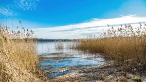 Jezioro Dobskie w okolicach Dziewiszewa, wyspa Gilma - zdjęcie 7