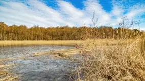 Jezioro Dobskie w okolicach Dziewiszewa, wyspa Gilma - zdjęcie 20