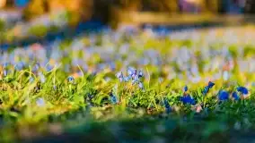 Kwitnące cebulice i wiosna w giżyckim parku - zdjęcie 26