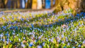Kwitnące cebulice i wiosna w giżyckim parku - zdjęcie 21