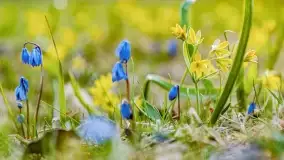 Kwitnące cebulice i wiosna w giżyckim parku - zdjęcie 16