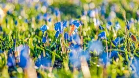 Kwitnące cebulice i wiosna w giżyckim parku - zdjęcie 7