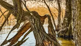 Jezioro Ołów w pierwszych dniach wiosny - zdjęcie 58