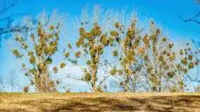 Jezioro Ołów w pierwszych dniach wiosny - zdjęcie 44