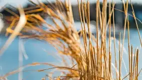 Ognisty Ptak przed kwietniowym zachodem słońca - zdjęcie 24