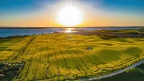 Złote, rzepakowe mazurskie pola z jeziorami w tle - zdjęcie 67