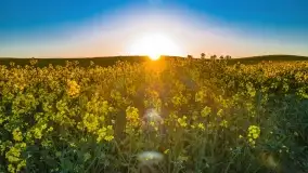 Złote, rzepakowe mazurskie pola z jeziorami w tle - zdjęcie 2