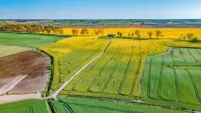 Złote, rzepakowe mazurskie pola z jeziorami w tle - zdjęcie 55