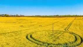 Złote, rzepakowe mazurskie pola z jeziorami w tle - zdjęcie 60
