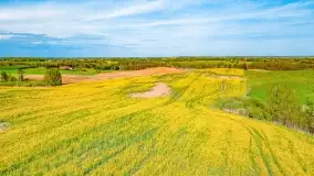 Złote, rzepakowe mazurskie pola z jeziorami w tle - zdjęcie 84