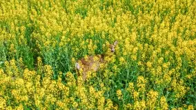 Złote, rzepakowe mazurskie pola z jeziorami w tle - zdjęcie 95