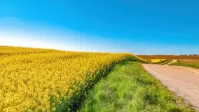 Złote, rzepakowe mazurskie pola z jeziorami w tle - zdjęcie 78