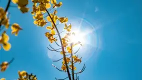 Złote, rzepakowe mazurskie pola z jeziorami w tle - zdjęcie 22