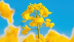 Złote, rzepakowe mazurskie pola z jeziorami w tle - zdjęcie 36