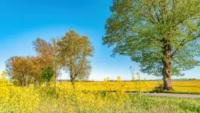 Złote, rzepakowe mazurskie pola z jeziorami w tle - zdjęcie 53