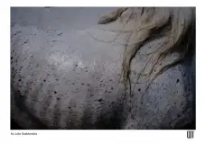 Kobiety fotografują na Mazurach. Niezwykły festiwal w Wojnowie - zdjęcie 5