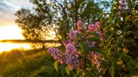 Zachód słońca nad jeziorem Kirsajty, koniec maja 2022 - zdjęcie 8