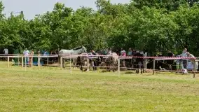 Sulimiada 2022, zobacz naszą fotorelację - zdjęcie 14