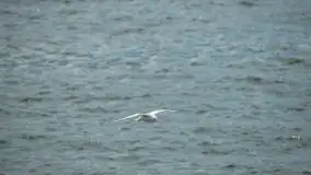 Fotorelacja z Air Show 2022 - zdjęcie 83