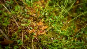 Fotorelacja -  Ogólnopolski Dzień Parków Krajobrazowych w Puszczy Piskiej - zdjęcie 28